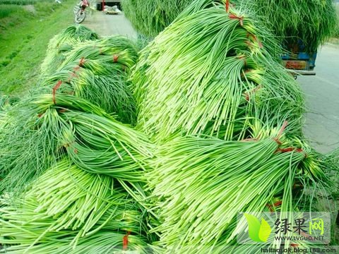 山東金鄉(xiāng)蒜苔最新價格動態(tài)分析