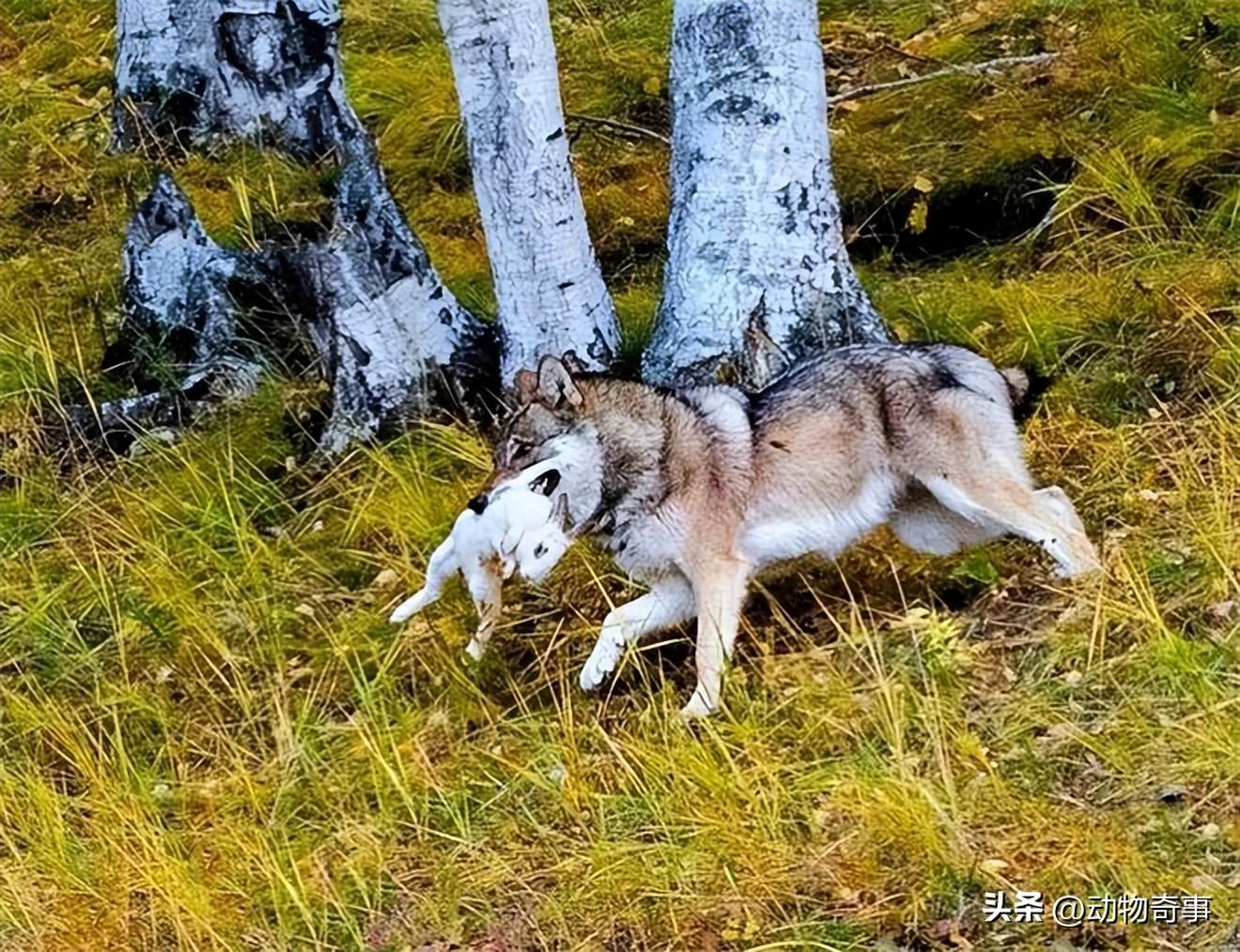 狼與兄弟最新章節(jié)酷匠網(wǎng)獨發(fā)——熱血兄弟情義的傳奇之旅